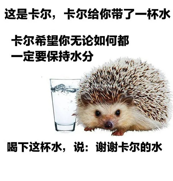 小刺猬卡尔是什么梗小刺猬卡尔梗介绍