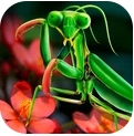 螳螂模拟器手机版